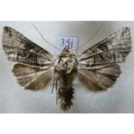 Abrostola tripartita (Hufnagel, 1766) Czech35j